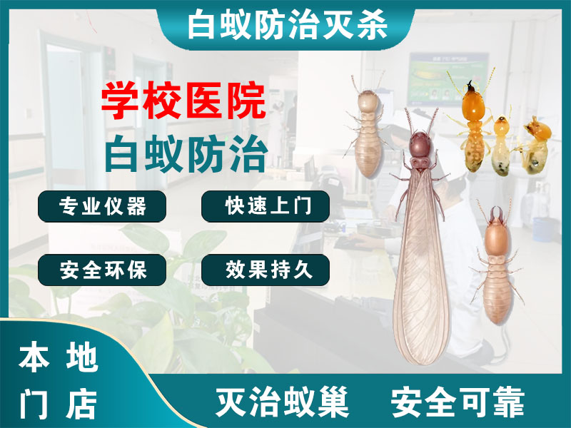 丹徒学校医院白蚁防治