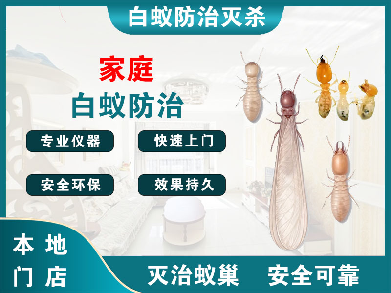 丹徒家庭白蚁防治