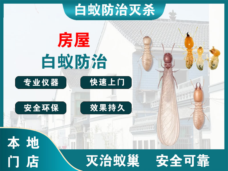 丹徒房屋白蚁防治